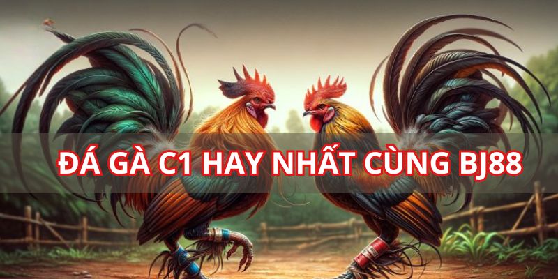 ảnh đại diện đá gà c1