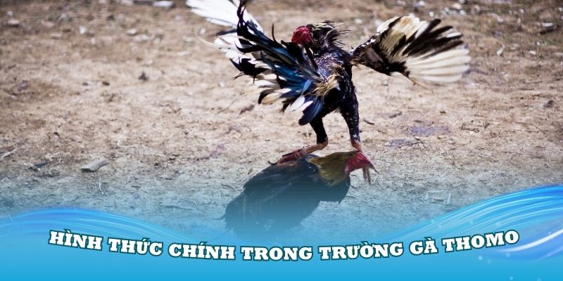 Các hình thức chính trong trường gà Thomo bạn nên biết