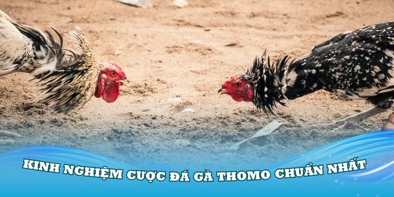 Tổng hợp các kinh nghiệm cược đá gà Thomo chuẩn nhất