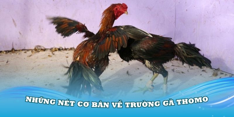 Những nét cơ bản về trường gà Thomo số 1 thế giới