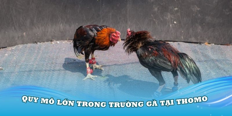 Quy mô lớn trong trường gà tại Thomo