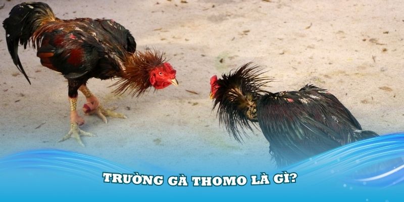 ảnh đại diện trường gà thomo