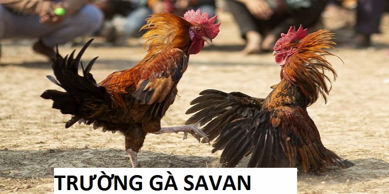 ảnh đại diện trường gà savan