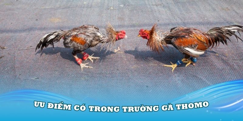 Khám phá các ưu điểm có trong trường gà Thomo